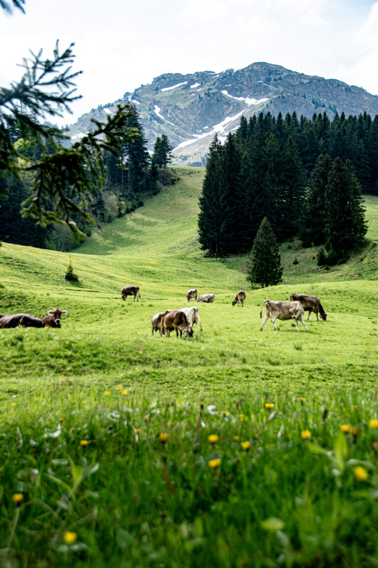 Alpwiese mit Kühen